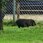 別荘 Landgut Michlshof - Bauernhof, Tinyhouse, Tiere Untergriesbach
