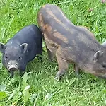 別荘 Landgut Michlshof - Bauernhof, Tinyhouse, Tiere *