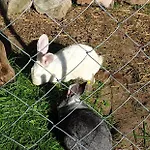 Landgut Michlshof - Bauernhof, Tinyhouse, Tiere