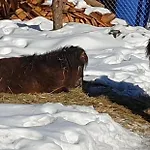 Landgut Michlshof - Bauernhof, Tinyhouse, Tiere *