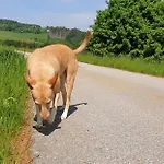 Landgut Michlshof - Bauernhof, Tinyhouse, Tiere Untergriesbach