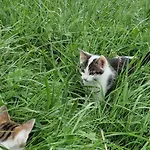 Landgut Michlshof - Bauernhof, Tinyhouse, Tiere *