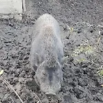 Landgut Michlshof - Bauernhof, Tinyhouse, Tiere * Untergriesbach