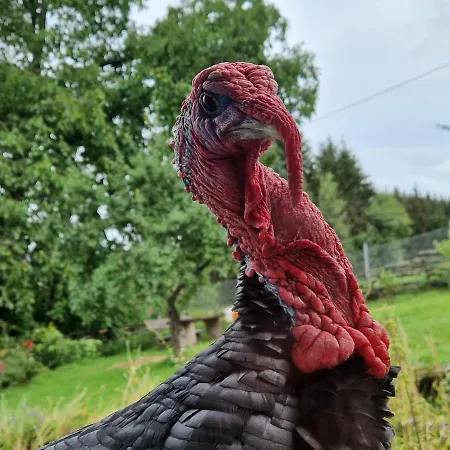 Landgut Michlshof - Bauernhof, Tinyhouse, Tiere Σπίτι διακοπών Untergriesbach