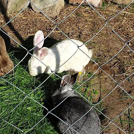 Landgut Michlshof - Bauernhof, Tinyhouse, Tiere