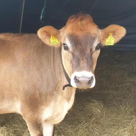 Landgut Michlshof - Bauernhof, Tinyhouse, Tiere