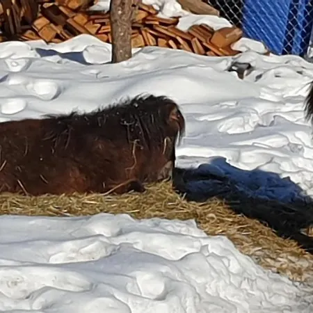 Landgut Michlshof - Bauernhof, Tinyhouse, Tiere *