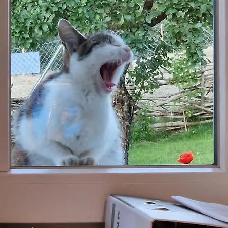 Landgut Michlshof - Bauernhof, Tinyhouse, Tiere Σπίτι διακοπών