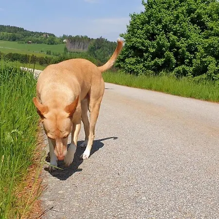 Landgut Michlshof - Bauernhof, Tinyhouse, Tiere Untergriesbach