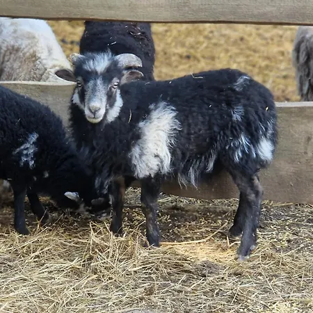 Landgut Michlshof - Bauernhof, Tinyhouse, Tiere