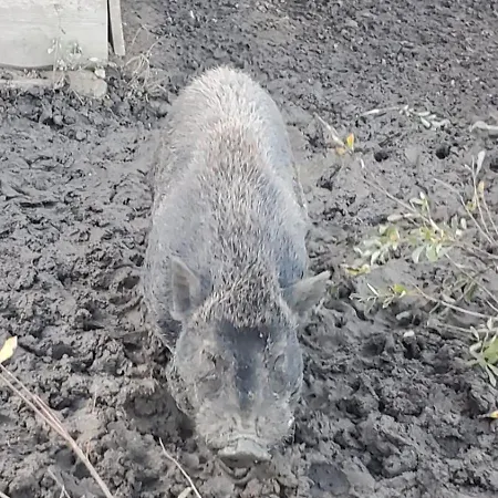 Landgut Michlshof - Bauernhof, Tinyhouse, Tiere * Untergriesbach