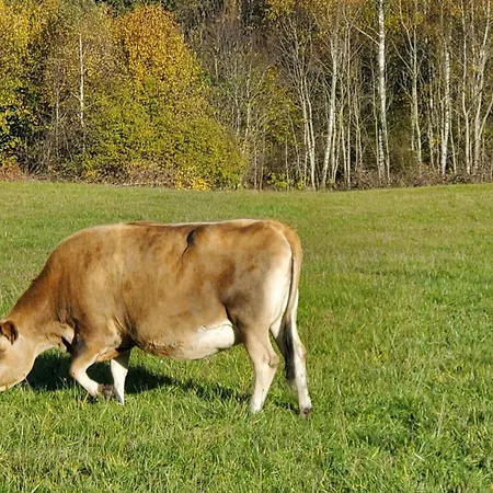 Landgut Michlshof - Bauernhof, Tinyhouse, Tiere 펜션 *