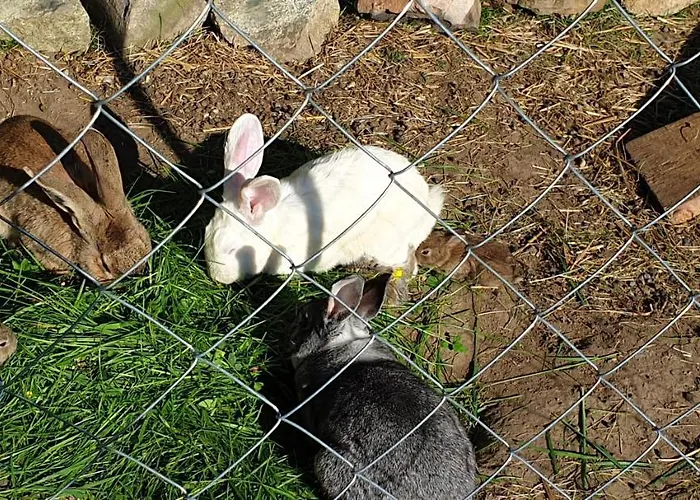 Landgut Michlshof - Bauernhof, Tinyhouse, Tiere