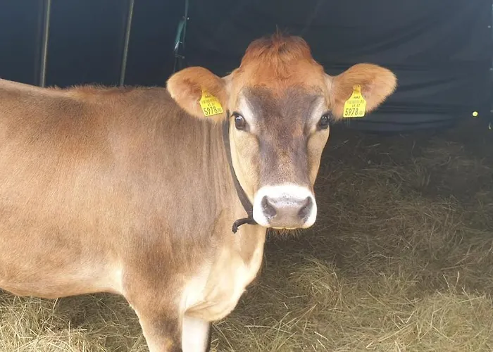 Landgut Michlshof - Bauernhof, Tinyhouse, Tiere