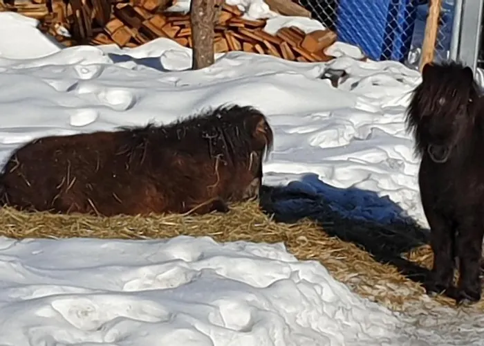 Landgut Michlshof - Bauernhof, Tinyhouse, Tiere *