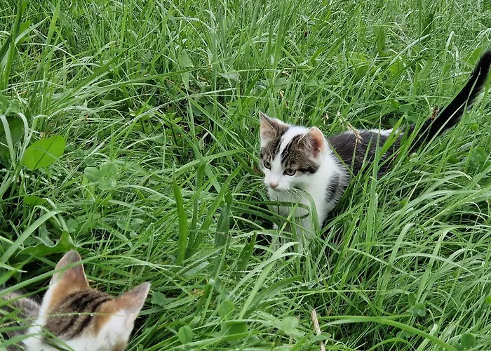 Landgut Michlshof - Bauernhof, Tinyhouse, Tiere *