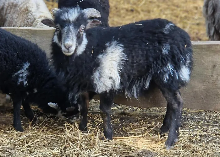 Landgut Michlshof - Bauernhof, Tinyhouse, Tiere