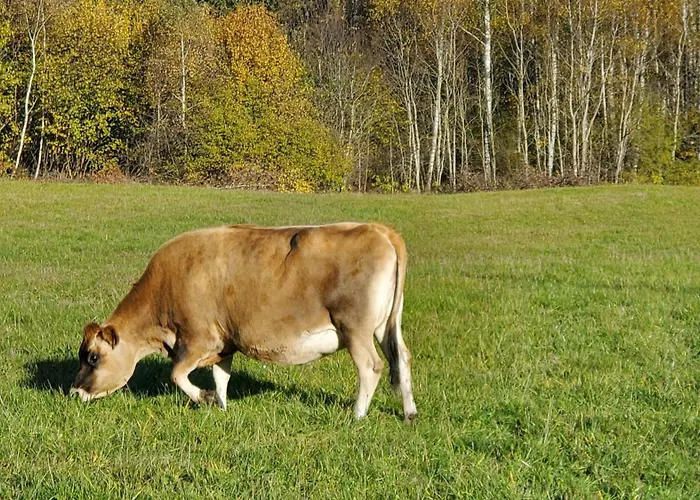 Landgut Michlshof - Bauernhof, Tinyhouse, Tiere 펜션 *
