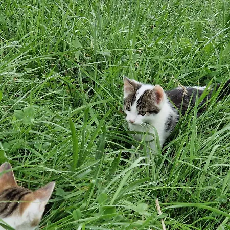 Landgut Michlshof - Bauernhof, Tinyhouse, Tiere *