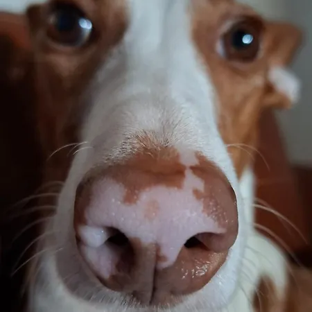 Landgut Michlshof - Bauernhof, Tinyhouse, Tiere Hébergement de vacances